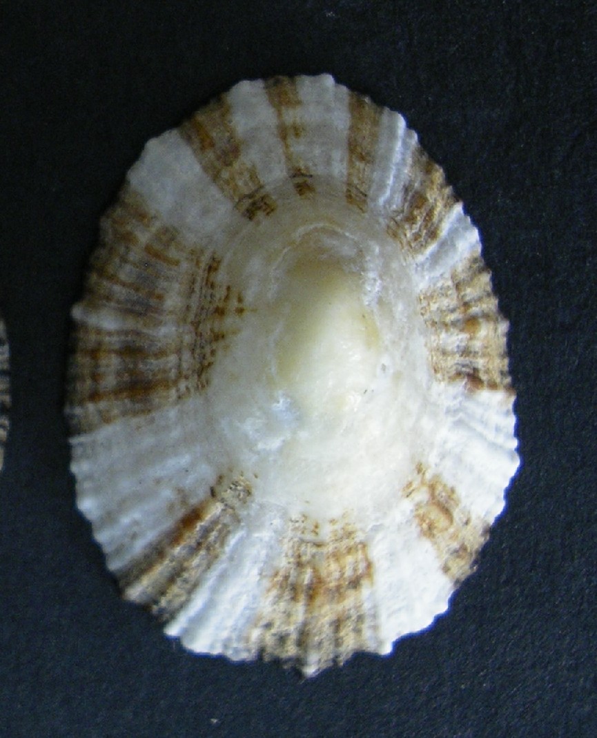 Patellidae ... ?
